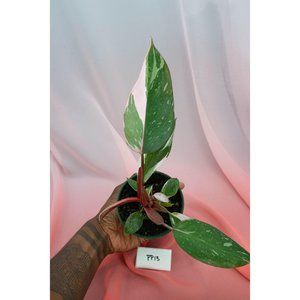 Pink Princess Philodendron 4" US Seller | RARE